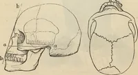 Picture 350 of 697 from New Physiognomy : or signs of character, as manifested through temperament and external forms, and especially in the "the human face divine." (1889), leaf 397