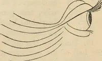 Picture 16 of 697 from New Physiognomy : or signs of character, as manifested through temperament and external forms, and especially in the "the human face divine." (1889), leaf 40