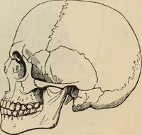 Picture 359 of 697 from New Physiognomy : or signs of character, as manifested through temperament and external forms, and especially in the "the human face divine." (1889), leaf 405