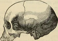 Picture 374 of 697 from New Physiognomy : or signs of character, as manifested through temperament and external forms, and especially in the "the human face divine." (1889), leaf 420