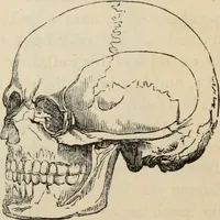 Picture 385 of 697 from New Physiognomy : or signs of character, as manifested through temperament and external forms, and especially in the "the human face divine." (1889), leaf 427