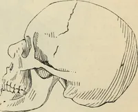 Picture 396 of 697 from New Physiognomy : or signs of character, as manifested through temperament and external forms, and especially in the "the human face divine." (1889), leaf 438