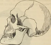 Picture 400 of 697 from New Physiognomy : or signs of character, as manifested through temperament and external forms, and especially in the "the human face divine." (1889), leaf 443