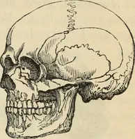 Picture 402 of 697 from New Physiognomy : or signs of character, as manifested through temperament and external forms, and especially in the "the human face divine." (1889), leaf 444