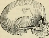 Picture 405 of 697 from New Physiognomy : or signs of character, as manifested through temperament and external forms, and especially in the "the human face divine." (1889), leaf 446