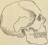 Picture 406 of 697 from New Physiognomy : or signs of character, as manifested through temperament and external forms, and especially in the "the human face divine." (1889), leaf 447