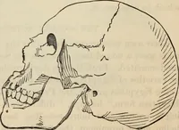 Picture 411 of 697 from New Physiognomy : or signs of character, as manifested through temperament and external forms, and especially in the "the human face divine." (1889), leaf 455