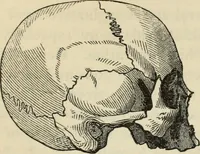 Picture 412 of 697 from New Physiognomy : or signs of character, as manifested through temperament and external forms, and especially in the "the human face divine." (1889), leaf 456