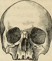 Picture 413 of 697 from New Physiognomy : or signs of character, as manifested through temperament and external forms, and especially in the "the human face divine." (1889), leaf 456