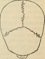 Picture 415 of 697 from New Physiognomy : or signs of character, as manifested through temperament and external forms, and especially in the "the human face divine." (1889), leaf 456