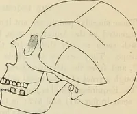 Picture 420 of 697 from New Physiognomy : or signs of character, as manifested through temperament and external forms, and especially in the "the human face divine." (1889), leaf 462