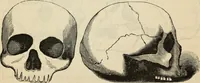 Picture 421 of 697 from New Physiognomy : or signs of character, as manifested through temperament and external forms, and especially in the "the human face divine." (1889), leaf 462