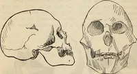 Picture 422 of 697 from New Physiognomy : or signs of character, as manifested through temperament and external forms, and especially in the "the human face divine." (1889), leaf 463