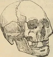 Picture 426 of 697 from New Physiognomy : or signs of character, as manifested through temperament and external forms, and especially in the "the human face divine." (1889), leaf 467