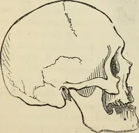 Picture 428 of 697 from New Physiognomy : or signs of character, as manifested through temperament and external forms, and especially in the "the human face divine." (1889), leaf 468