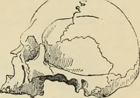 Picture 430 of 697 from New Physiognomy : or signs of character, as manifested through temperament and external forms, and especially in the "the human face divine." (1889), leaf 470