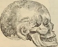Picture 433 of 697 from New Physiognomy : or signs of character, as manifested through temperament and external forms, and especially in the "the human face divine." (1889), leaf 471