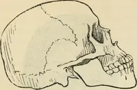 Picture 434 of 697 from New Physiognomy : or signs of character, as manifested through temperament and external forms, and especially in the "the human face divine." (1889), leaf 472
