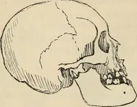 Picture 439 of 697 from New Physiognomy : or signs of character, as manifested through temperament and external forms, and especially in the "the human face divine." (1889), leaf 477