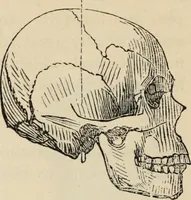 Picture 440 of 697 from New Physiognomy : or signs of character, as manifested through temperament and external forms, and especially in the "the human face divine." (1889), leaf 477