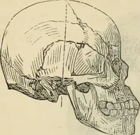 Picture 443 of 697 from New Physiognomy : or signs of character, as manifested through temperament and external forms, and especially in the "the human face divine." (1889), leaf 480