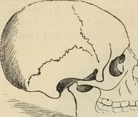 Picture 449 of 697 from New Physiognomy : or signs of character, as manifested through temperament and external forms, and especially in the "the human face divine." (1889), leaf 485