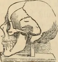 Picture 500 of 697 from New Physiognomy : or signs of character, as manifested through temperament and external forms, and especially in the "the human face divine." (1889), leaf 571