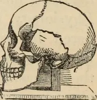 Picture 501 of 697 from New Physiognomy : or signs of character, as manifested through temperament and external forms, and especially in the "the human face divine." (1889), leaf 571