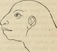 Picture 518 of 697 from New Physiognomy : or signs of character, as manifested through temperament and external forms, and especially in the "the human face divine." (1889), leaf 593