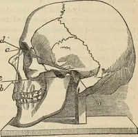 Picture 531 of 697 from New Physiognomy : or signs of character, as manifested through temperament and external forms, and especially in the "the human face divine." (1889), leaf 603