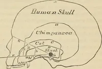 Picture 532 of 697 from New Physiognomy : or signs of character, as manifested through temperament and external forms, and especially in the "the human face divine." (1889), leaf 604