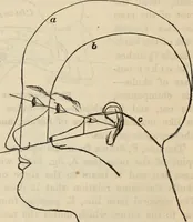 An illustration from New Physiognomy : or signs of character, as manifested through temperament and external forms, and especially in the "the human face divine." (1889)