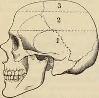Picture 533 of 697 from New Physiognomy : or signs of character, as manifested through temperament and external forms, and especially in the "the human face divine." (1889), leaf 607