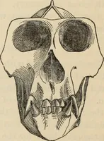 Picture 534 of 697 from New Physiognomy : or signs of character, as manifested through temperament and external forms, and especially in the "the human face divine." (1889), leaf 607
