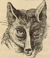 Picture 542 of 697 from New Physiognomy : or signs of character, as manifested through temperament and external forms, and especially in the "the human face divine." (1889), leaf 613