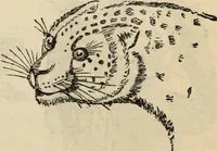 Picture 544 of 697 from New Physiognomy : or signs of character, as manifested through temperament and external forms, and especially in the "the human face divine." (1889), leaf 614