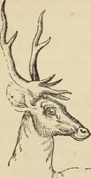 Picture 545 of 697 from New Physiognomy : or signs of character, as manifested through temperament and external forms, and especially in the "the human face divine." (1889), leaf 615