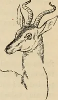 Picture 546 of 697 from New Physiognomy : or signs of character, as manifested through temperament and external forms, and especially in the "the human face divine." (1889), leaf 615