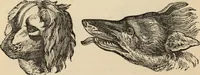Picture 547 of 697 from New Physiognomy : or signs of character, as manifested through temperament and external forms, and especially in the "the human face divine." (1889), leaf 615