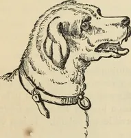 Picture 548 of 697 from New Physiognomy : or signs of character, as manifested through temperament and external forms, and especially in the "the human face divine." (1889), leaf 616