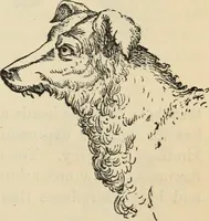 Picture 549 of 697 from New Physiognomy : or signs of character, as manifested through temperament and external forms, and especially in the "the human face divine." (1889), leaf 616