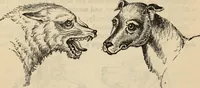 Picture 550 of 697 from New Physiognomy : or signs of character, as manifested through temperament and external forms, and especially in the "the human face divine." (1889), leaf 617