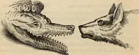 Picture 551 of 697 from New Physiognomy : or signs of character, as manifested through temperament and external forms, and especially in the "the human face divine." (1889), leaf 617