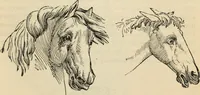 Picture 552 of 697 from New Physiognomy : or signs of character, as manifested through temperament and external forms, and especially in the "the human face divine." (1889), leaf 618