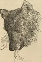 Picture 559 of 697 from New Physiognomy : or signs of character, as manifested through temperament and external forms, and especially in the "the human face divine." (1889), leaf 623