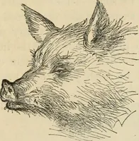 Picture 561 of 697 from New Physiognomy : or signs of character, as manifested through temperament and external forms, and especially in the "the human face divine." (1889), leaf 624