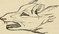 An illustration from New Physiognomy : or signs of character, as manifested through temperament and external forms, and especially in the "the human face divine." (1889)