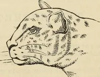 An illustration from New Physiognomy : or signs of character, as manifested through temperament and external forms, and especially in the "the human face divine." (1889)