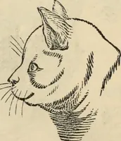 An illustration from New Physiognomy : or signs of character, as manifested through temperament and external forms, and especially in the "the human face divine." (1889)