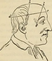 An illustration from New Physiognomy : or signs of character, as manifested through temperament and external forms, and especially in the "the human face divine." (1889)